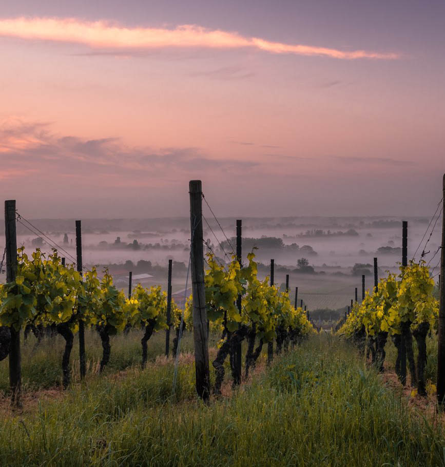 Beautiful vineyard at sunset